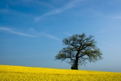 Rapsfeld in Mecklenburg